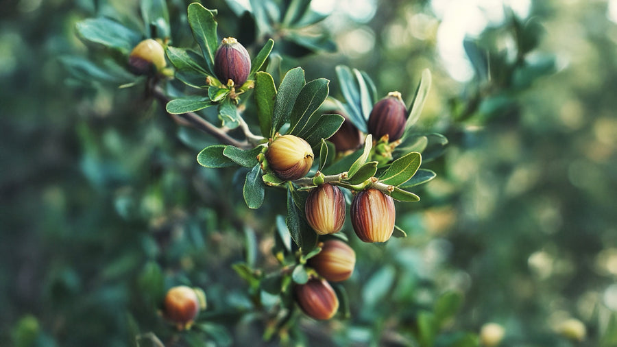 Organic Golden Jojoba Oil