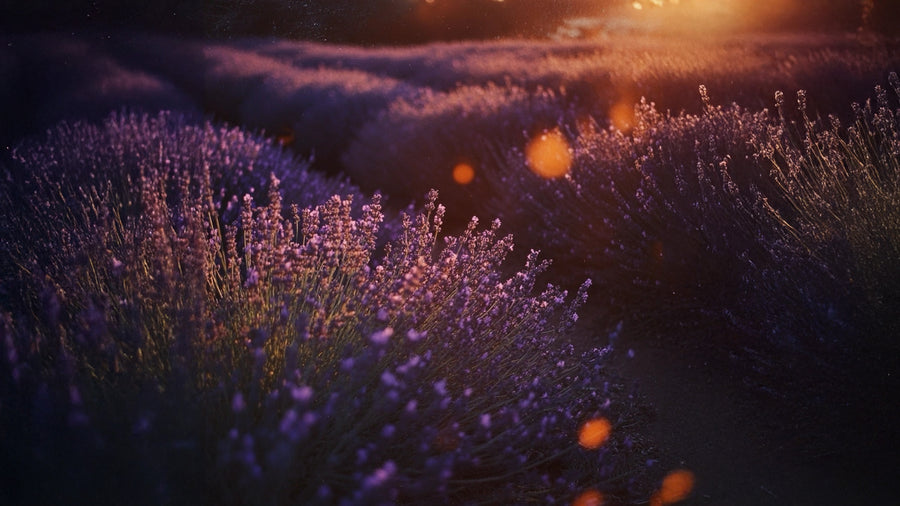 Organic Lavender Essential Oil
