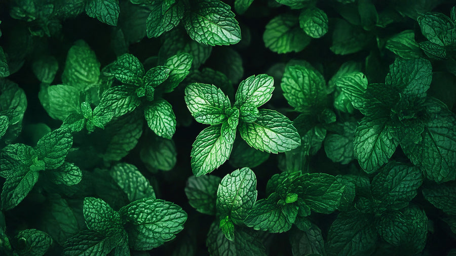 Peppermint Essential Oil